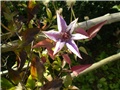 klematis